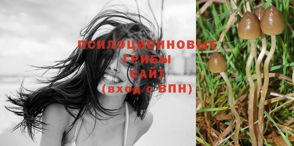a pvp Новозыбков